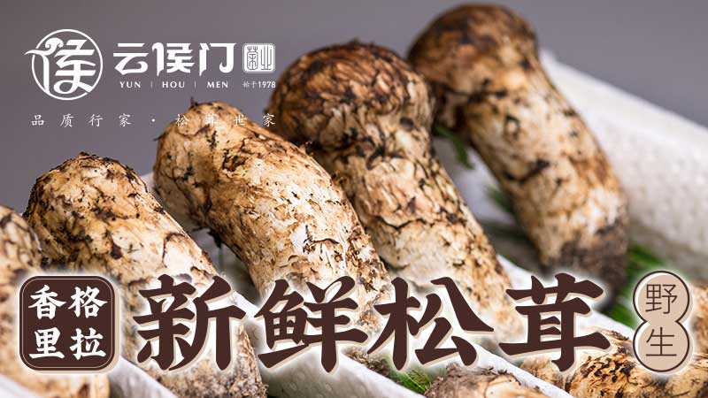 又是一年松茸季——上维云南野生菌品牌形象案例